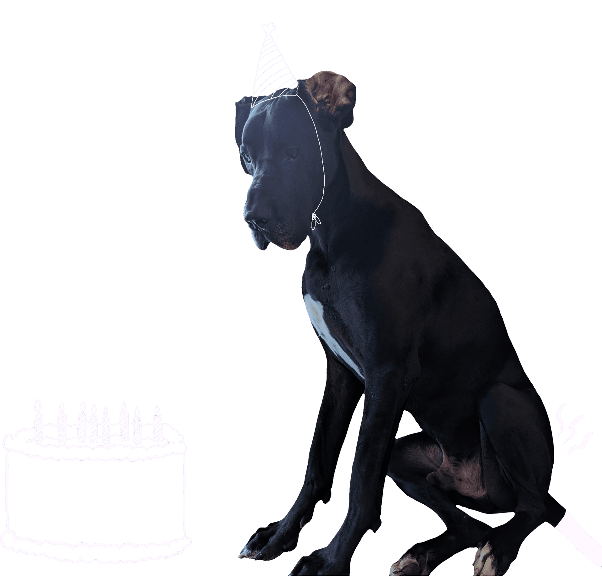 Rupert the dog with a party hat looking a bit sorry for himself
